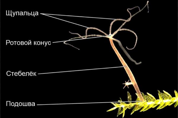 Кракен ссылка kr2link co